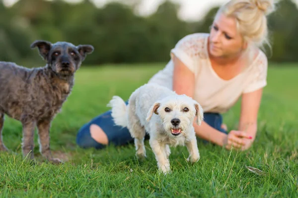 kadın onun iki küçük köpek çim ile çalış