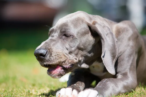Danua köpek yavrusu bir şey çiğnemek
