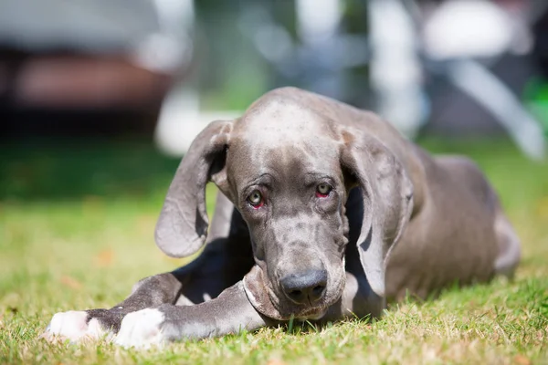 Portrait of a great dane puppy — Stock Photo, Image