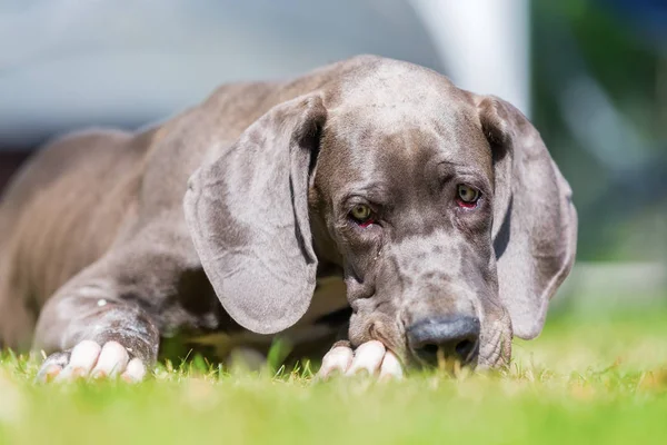 Portrait d'un grand chiot Danois — Photo