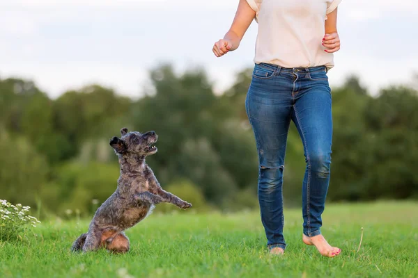 Mulher brinca com um cão híbrido terrier em um prado — Fotografia de Stock