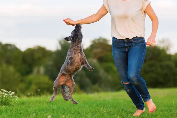 kadın bir çayır üzerinde korkunç melez köpeğiyle oynuyor