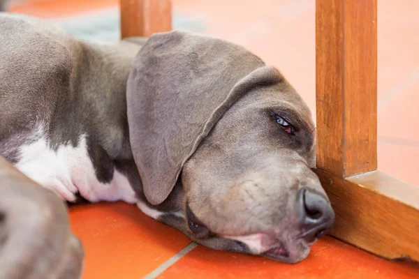 Gran cachorro danés se encuentra cansado en el suelo —  Fotos de Stock