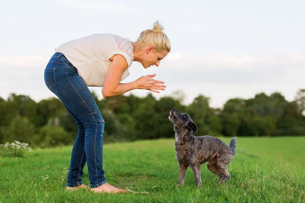 kadın bir çayır üzerinde korkunç melez köpeğiyle oynuyor