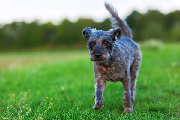 Portrait of a terrier hybrid dog — Stock Photo, Image