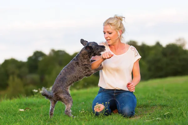 Mulher joga com um terrier híbrido ao ar livre — Fotografia de Stock