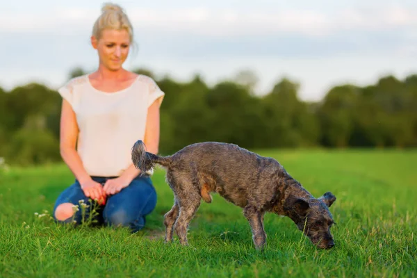 Mulher joga com um terrier híbrido ao ar livre — Fotografia de Stock