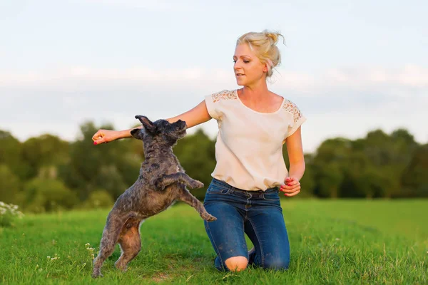 Mulher joga com um terrier híbrido ao ar livre — Fotografia de Stock