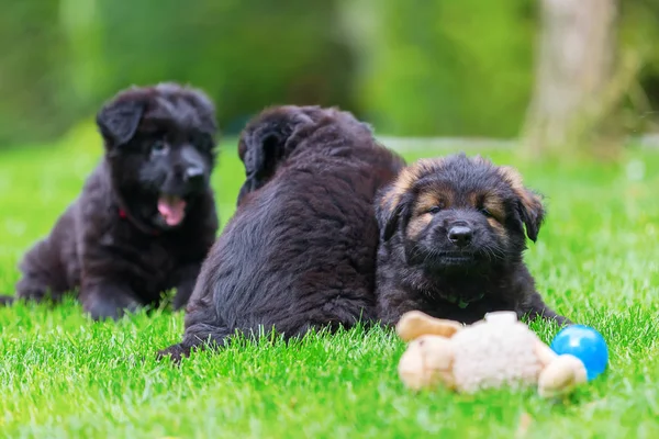 Old German Shepherd puppies on the lawn — Stock Photo, Image