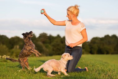 kadın iki korkunç melez köpek ile açık havada çalış