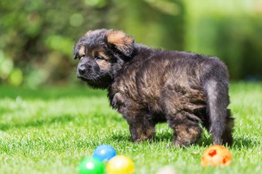 eski bir Alman çoban köpek yavrusu portresi