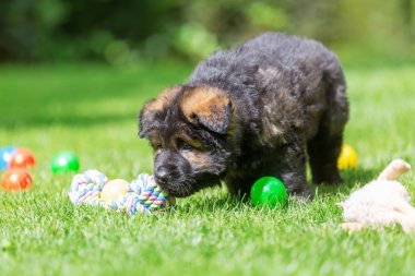 eski bir Alman çoban köpek yavrusu portresi
