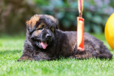 eski bir Alman çoban köpek yavrusu portresi