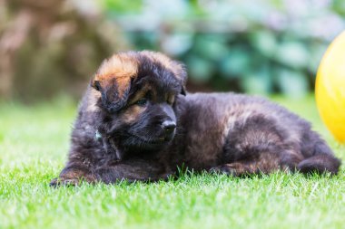 eski bir Alman çoban köpek yavrusu portresi