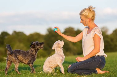 kadın iki korkunç melez köpek ile açık havada çalış
