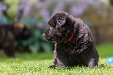 eski bir Alman çoban köpek yavrusu portresi