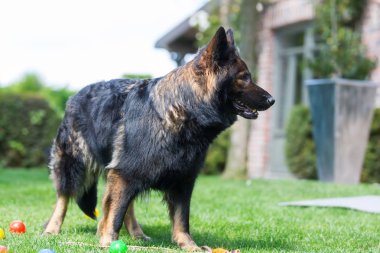 Eski Alman çoban köpek bahçede yürür