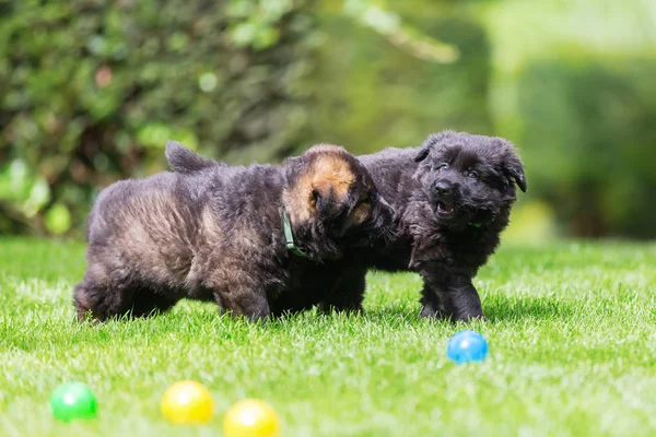 Old German Shepherd puppies on the lawn — Stock Photo, Image