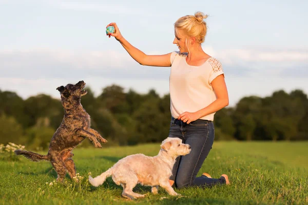 kadın iki korkunç melez köpek ile açık havada çalış