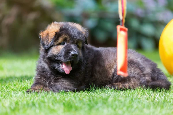 eski bir Alman çoban köpek yavrusu portresi