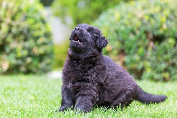 Porträt eines alten Schäferhundes — Stockfoto