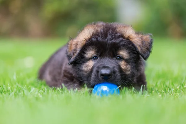 Retrato de un viejo cachorro pastor alemán con una pelota — Foto de Stock