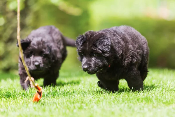 Eski Alman çoban köpek yavrusu kardeşler