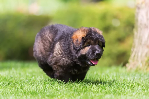 Eski Alman çoban köpek yavrusu çayır üzerinde çalışır