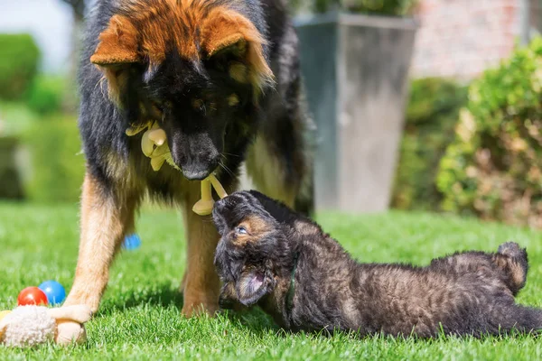成人老德国牧羊犬和小狗在草坪上一起玩 — 图库照片
