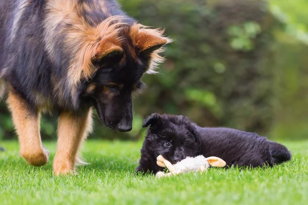 Adulto velho pastor alemão cão brinca com um cachorros no gramado — Fotografia de Stock