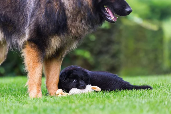 Yetişkin eski Alman çoban köpek çimlerin üstünde bir kukla ile çalış