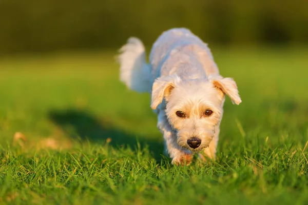 Förfärlig hybrid hund promenader på ängen — Stockfoto