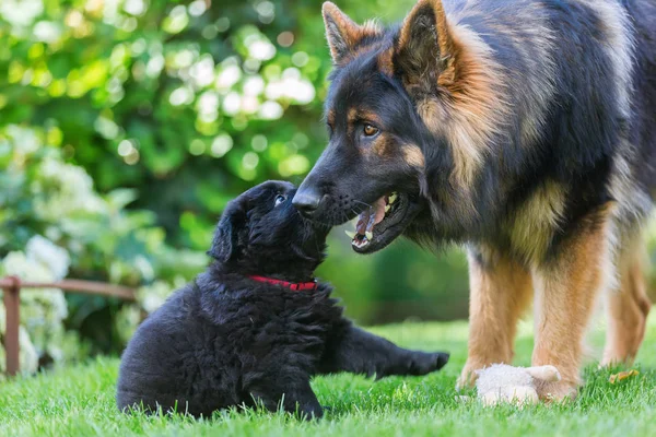 成人老德国牧羊犬和一只小狗一起玩 — 图库照片