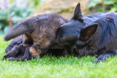 Kukla bahçedeki ihtiyar Alman çoban ana aittir