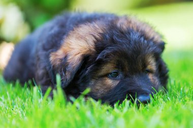 eski bir Alman çoban köpek yavrusu portresi