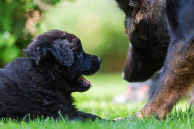 Eski Alman çoban anne ve yavrusu