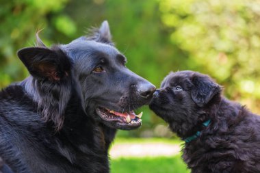 Eski Alman çoban anne ve yavrusu