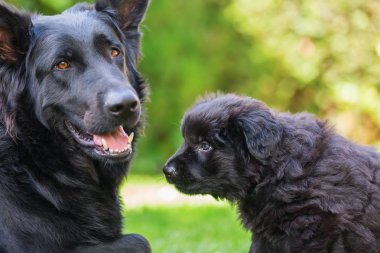 Eski Alman çoban anne ve yavrusu