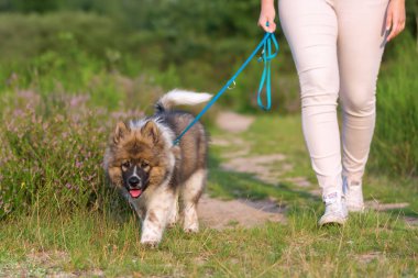 elo köpek yavrusu vasıl belgili tanımlık kira kontratı ile yürüyen kadın