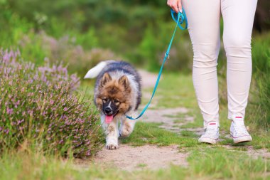 elo köpek yavrusu vasıl belgili tanımlık kira kontratı ile yürüyen kadın