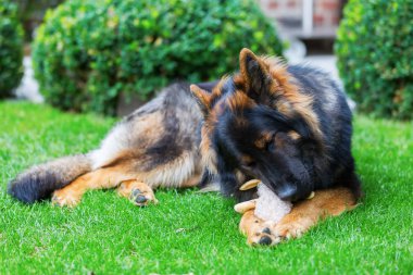 Eski Alman çoban yumuşak bir oyuncakla oynar
