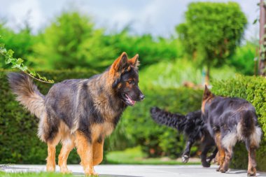 Bahçedeki eski Alman çoban köpekleri