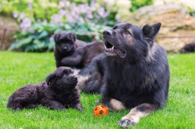 Yetişkin eski Alman çoban köpek yavruları bahçede aittir