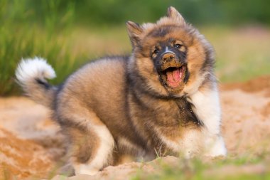 şirin elo köpek bir kum çukurunun içinde çalış