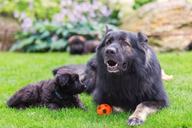 Yetişkin eski Alman çoban köpek yavrusu'nın bahçesinde yatıyor
