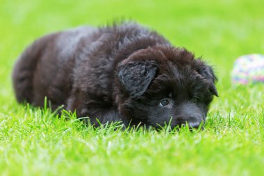 portre sevimli eski Alman çoban köpek