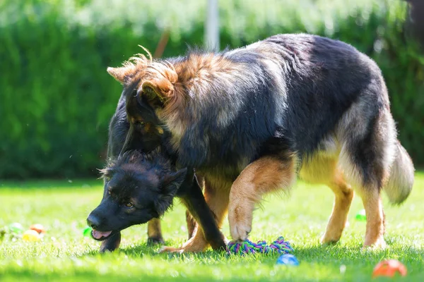 在草坪上的两个老德国牧羊犬打架 — 图库照片