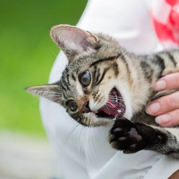 Vrouw houdt een leuk katje in de handen — Stockfoto