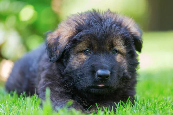 eski bir Alman çoban köpek yavrusu portresi