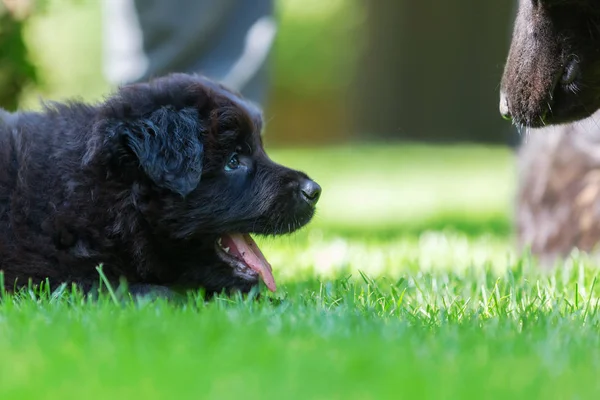 古いジャーマン ・ シェパード母親と子犬 — ストック写真